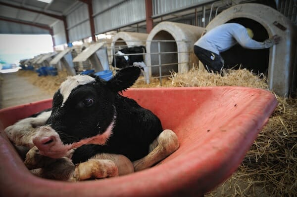 dairy-calf-removed-at-birth.jpg